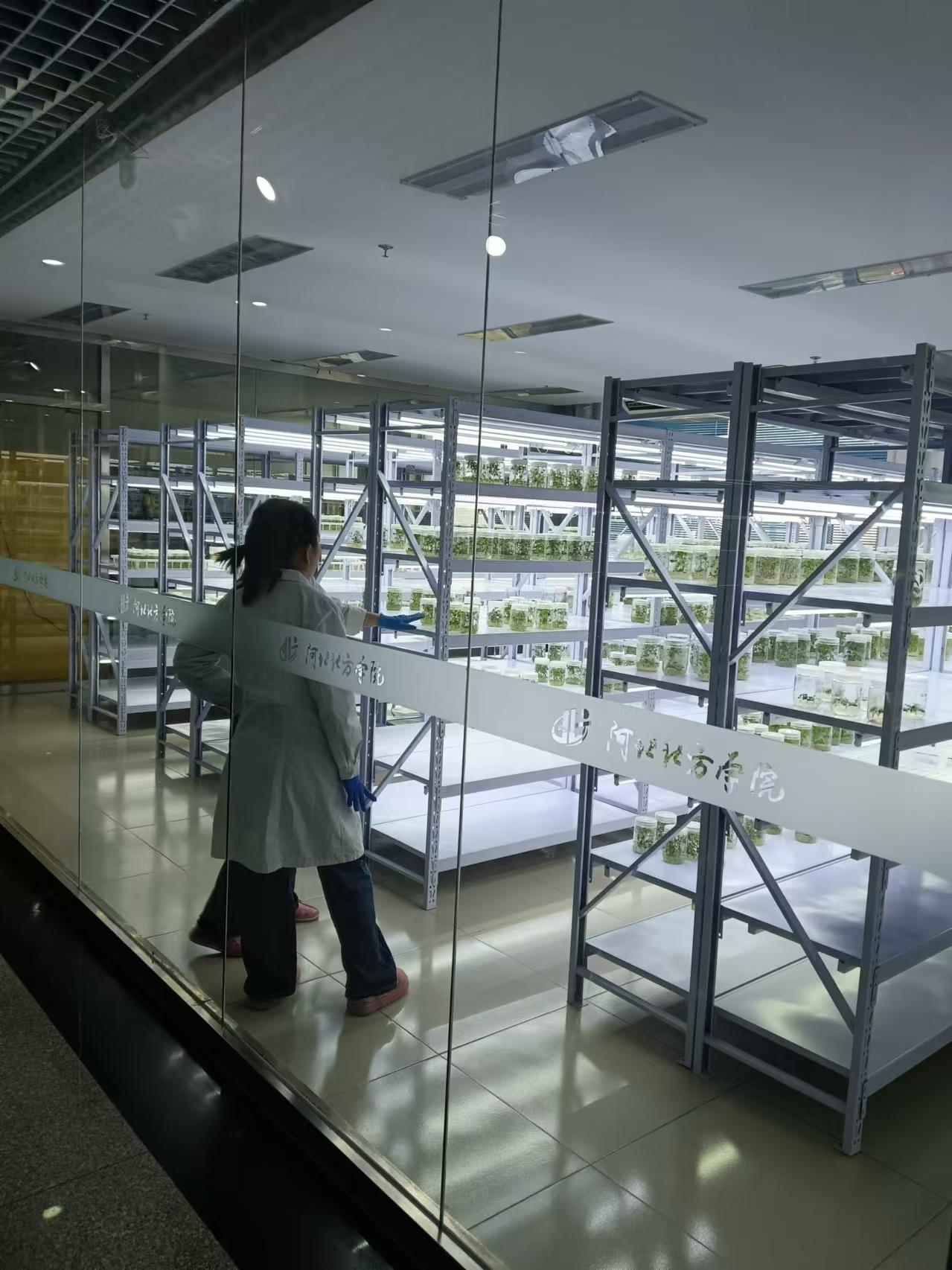 平谷植物组培室设计的基本布局有哪些？