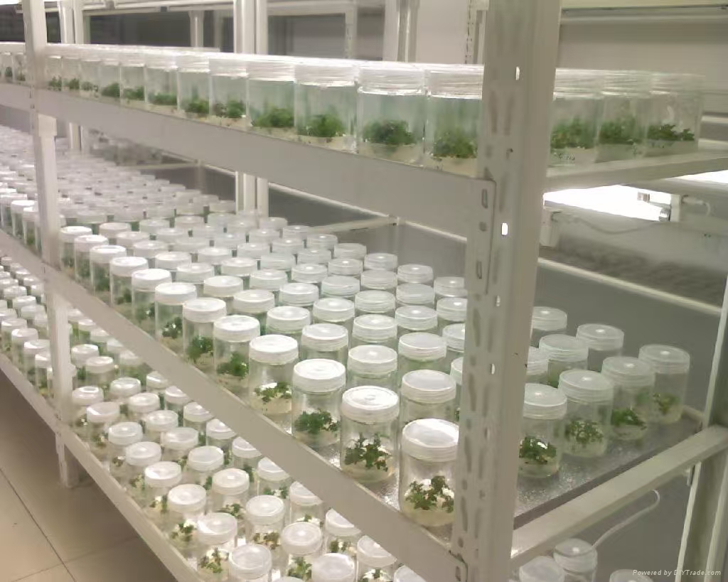 平谷组培实验室应该如何布局